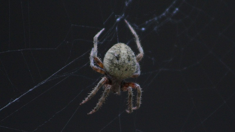 Name:  orbweaver.jpg
Views: 1394
Size:  66.5 KB