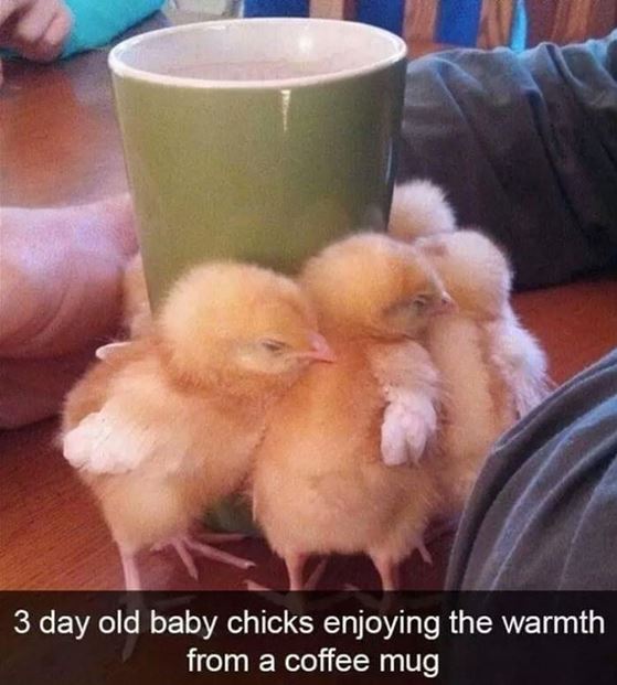 Name:  hotchicks.JPG
Views: 713
Size:  56.0 KB