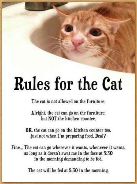 Name:  cat.JPG
Views: 314
Size:  50.7 KB