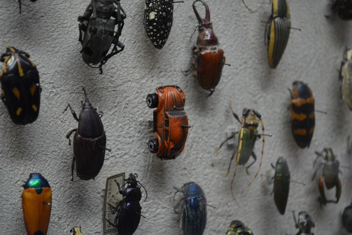 Name:  beetle.JPG
Views: 846
Size:  67.3 KB