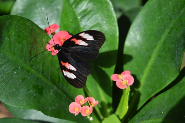 Name:  DSC_0228.JPG
Views: 426
Size:  52.2 KB