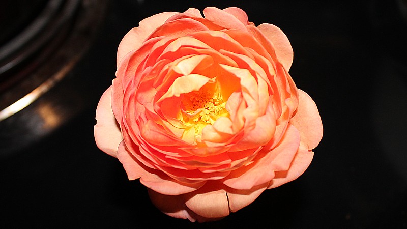 Name:  flower1.jpg
Views: 290
Size:  86.0 KB