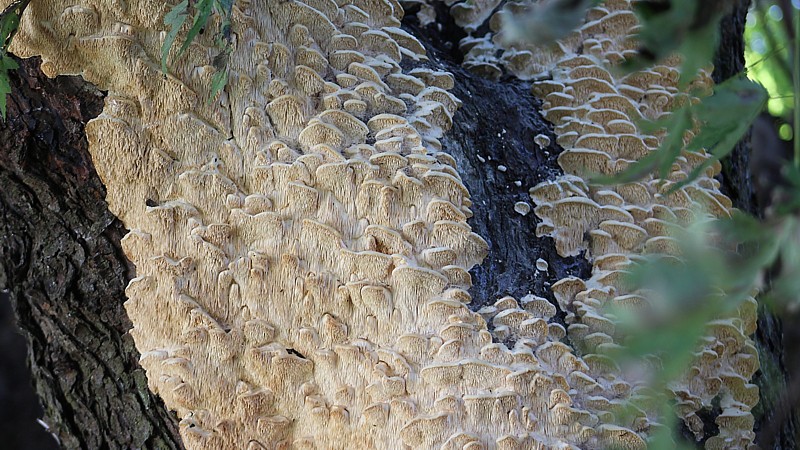 Name:  fungus1.jpg
Views: 2181
Size:  178.1 KB