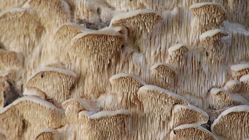 Name:  fungus2.jpg
Views: 1368
Size:  131.9 KB