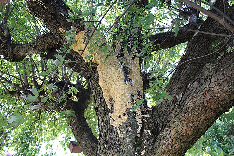 Name:  fungus3.jpg
Views: 2260
Size:  295.9 KB