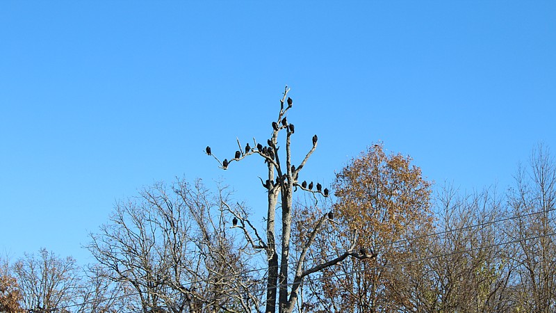 Name:  American Black Vultures 1.jpg
Views: 2823
Size:  131.5 KB