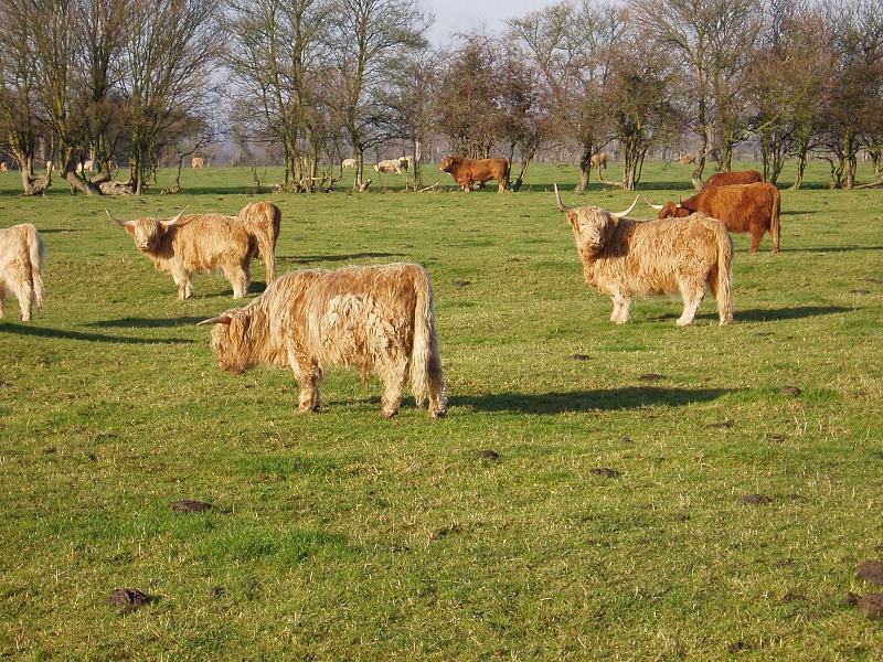 Name:  Highland Cattle.jpg
Views: 485
Size:  359.4 KB