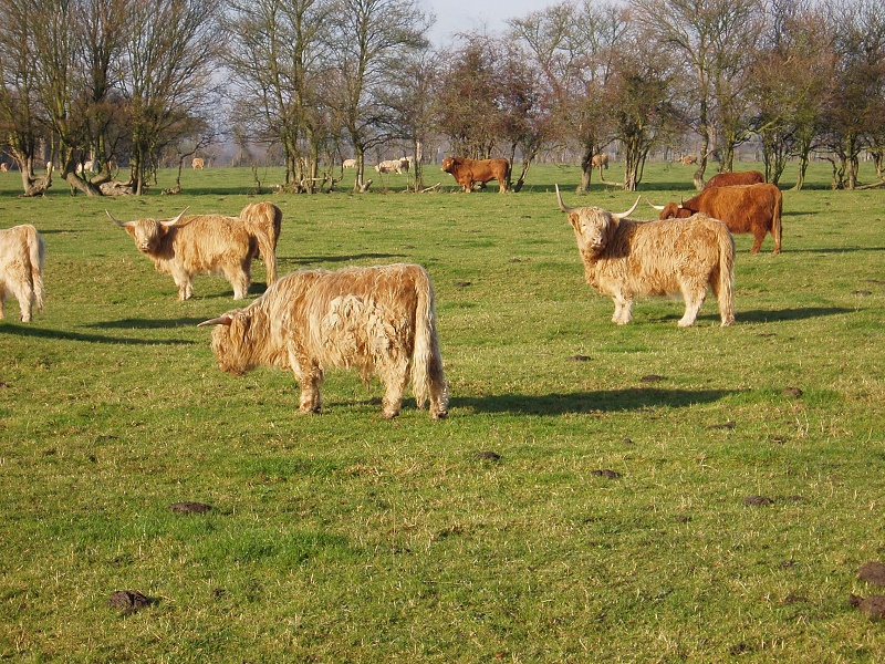 Name:  Highland Cattle.jpg
Views: 513
Size:  359.4 KB