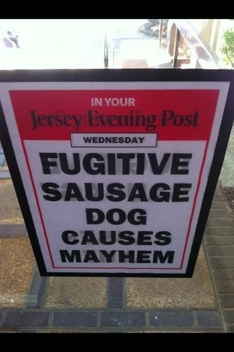 Name:  Sausage Dog Mayhem.jpg
Views: 852
Size:  36.8 KB