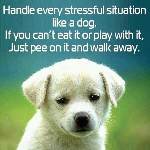 Name:  handle-stress-like-a-dog.jpeg
Views: 1435
Size:  57.1 KB