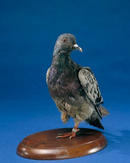 Name:  Cher Ami.JPG
Views: 1829
Size:  32.3 KB