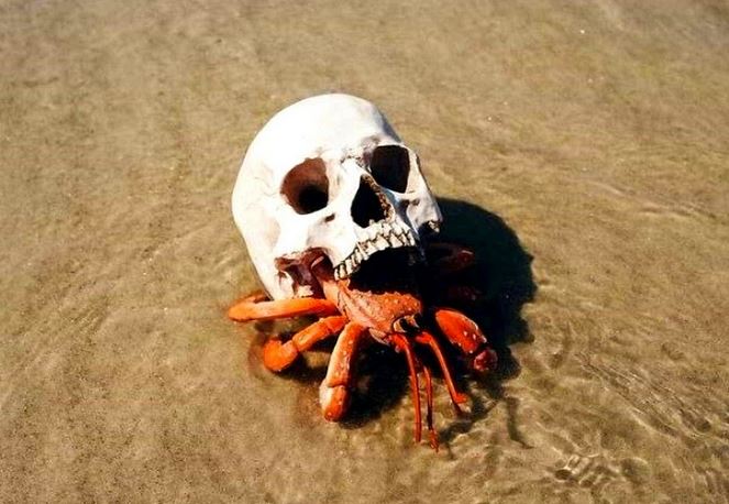 Name:  crabhead.JPG
Views: 488
Size:  63.2 KB