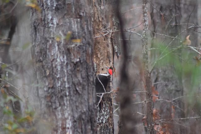 Name:  Woodpecker2.JPG
Views: 301
Size:  58.3 KB