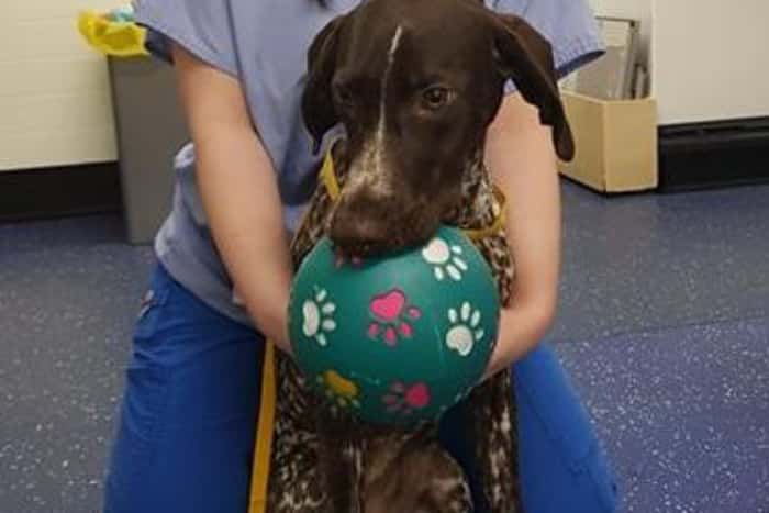 Name:  German Pointer Helga.jpg
Views: 1538
Size:  20.6 KB