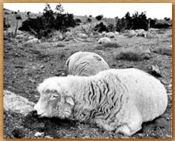 Name:  sheep.JPG
Views: 1695
Size:  27.7 KB