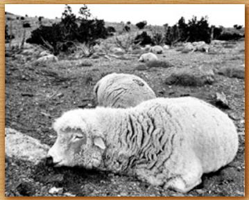 Name:  sheep.JPG
Views: 13647
Size:  27.7 KB