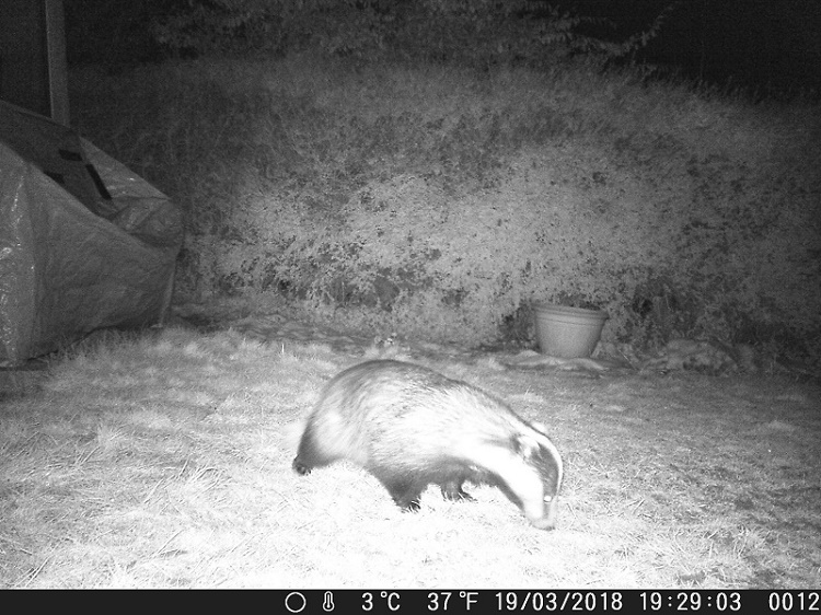 Name:  Badger.JPG
Views: 1061
Size:  195.8 KB