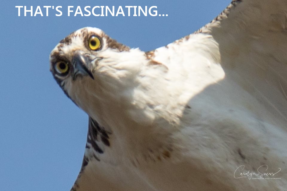 Name:  FASCINATING OSPREY.jpg
Views: 732
Size:  113.2 KB