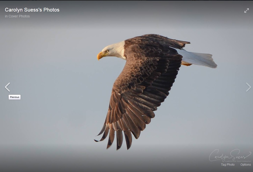Name:  eagle seuss.jpg
Views: 762
Size:  86.1 KB