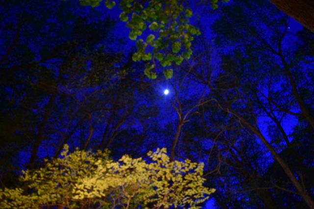 Name:  DSC_0053.JPG
Views: 397
Size:  58.6 KB