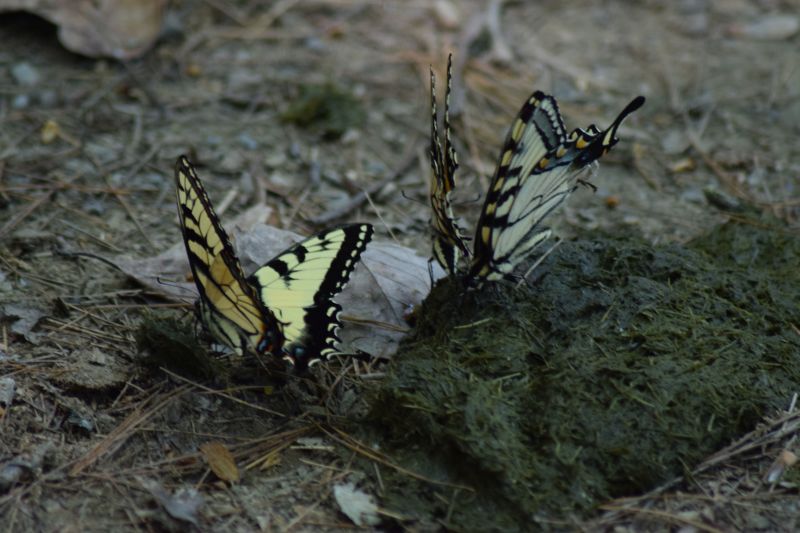 Name:  DSC_0125.JPG
Views: 299
Size:  83.5 KB