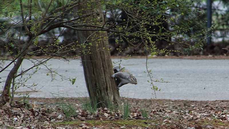 Name:  groundhogsquirrel.jpg
Views: 1516
Size:  161.9 KB