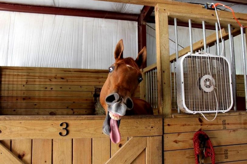 Name:  horse.JPG
Views: 477
Size:  85.0 KB