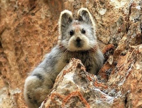 Name:  Ili pika.JPG
Views: 219
Size:  57.6 KB