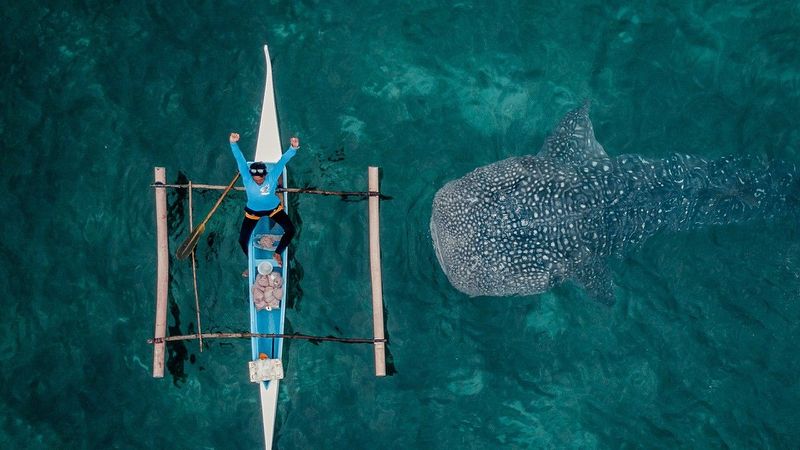 Name:  whaleshark.jpg
Views: 2960
Size:  61.2 KB