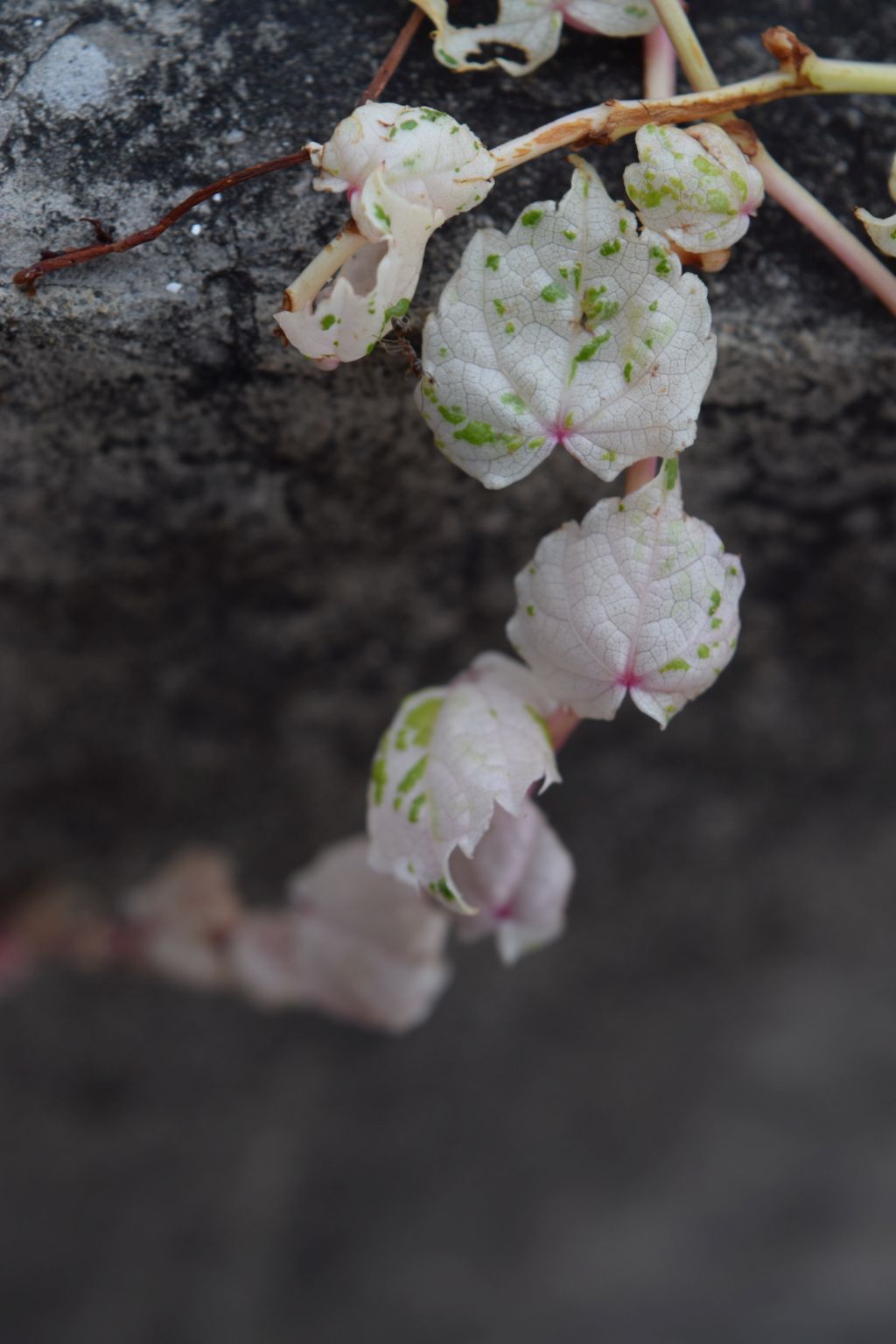 Name:  DSC_0077.JPG
Views: 199
Size:  129.6 KB