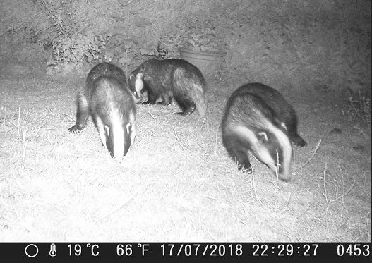 Name:  Surfeit of Badgers.JPG
Views: 225
Size:  53.8 KB