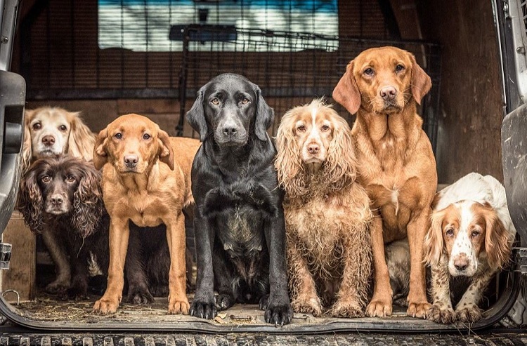 Name:  Dogs at work.jpg
Views: 1204
Size:  211.2 KB