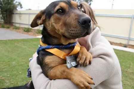 Name:  Doggone it.jpg
Views: 1828
Size:  49.2 KB