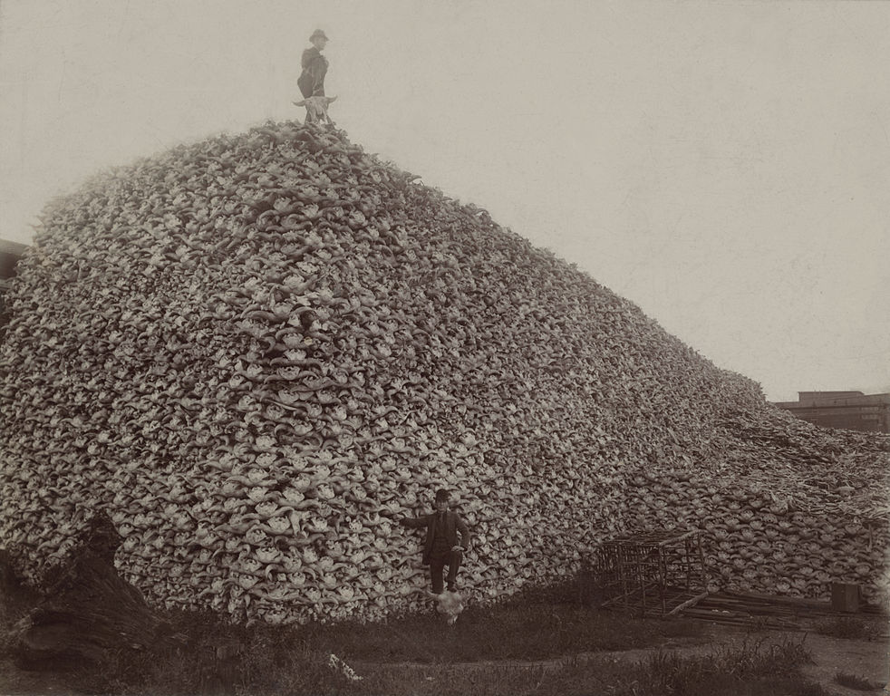 Name:  982px-Bison_skull_pile_edit.jpg
Views: 272
Size:  172.4 KB