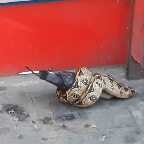 Name:  Python v Pigeon.jpg
Views: 2371
Size:  57.1 KB
