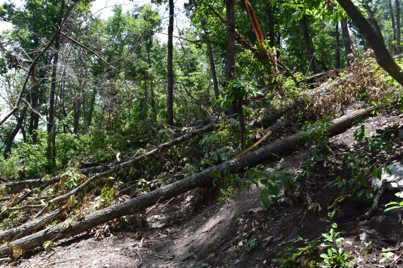 Name:  DSC_0142.JPG
Views: 188
Size:  184.8 KB