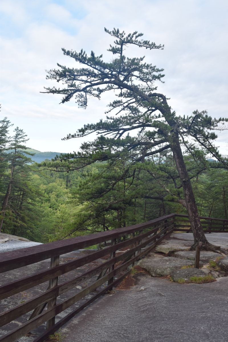 Name:  DSC_0105.JPG
Views: 205
Size:  200.1 KB