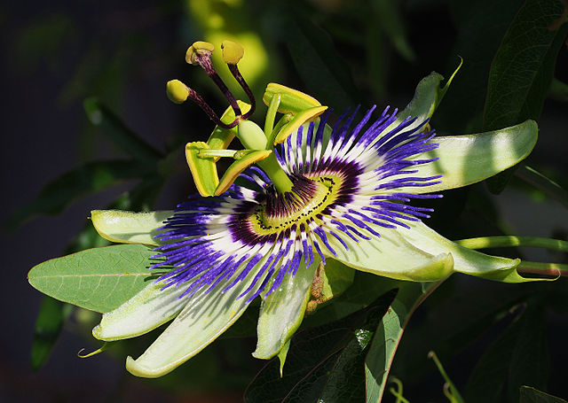 Name:  passionflower.jpg
Views: 257
Size:  71.3 KB