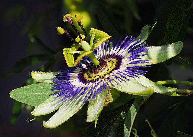 Name:  passionflower.jpg
Views: 5931
Size:  71.3 KB