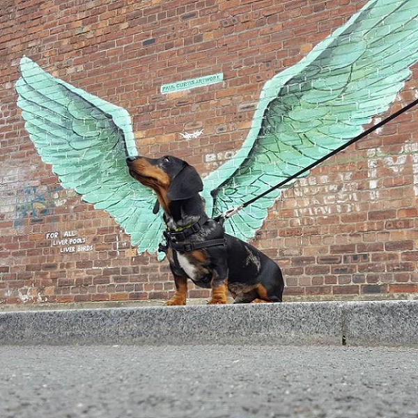 Name:  Winged Hound.jpg
Views: 495
Size:  203.1 KB