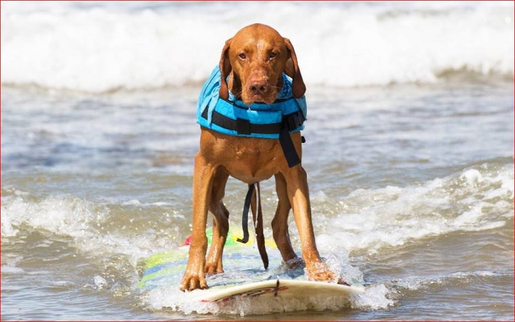 Name:  Bailey.JPG
Views: 431
Size:  128.1 KB