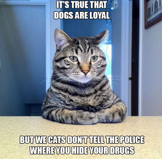 Name:  butcats.JPG
Views: 484
Size:  67.6 KB