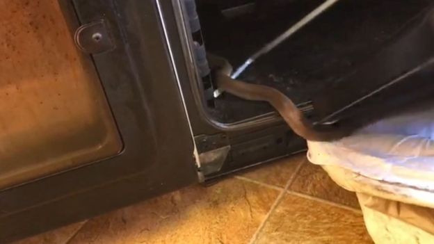 Name:  Snake 2.jpg
Views: 5582
Size:  23.2 KB