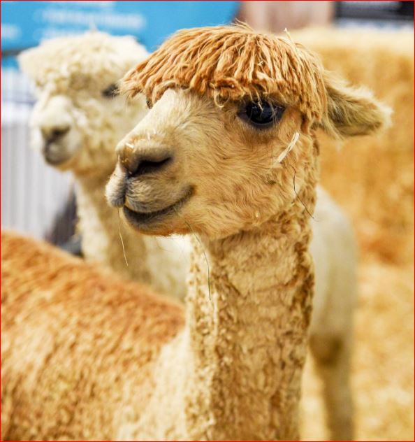 Name:  Elton Alpaca.JPG
Views: 701
Size:  65.9 KB
