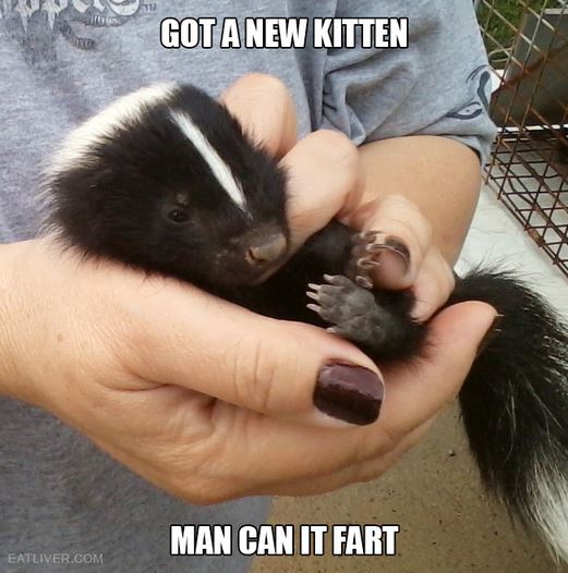 Name:  polekitten.JPG
Views: 432
Size:  55.7 KB