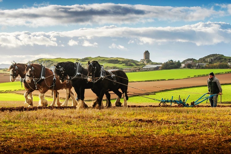 Name:  Ploughing a lone furrow.jpg
Views: 534
Size:  188.8 KB