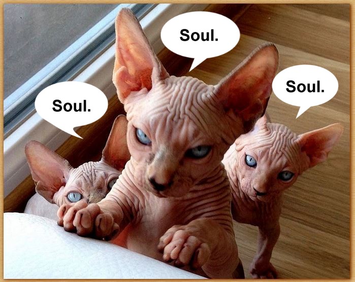 Name:  bareasscats.JPG
Views: 416
Size:  106.8 KB