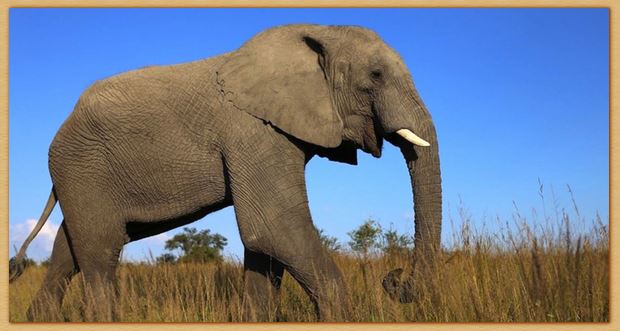 Name:  elephant.JPG
Views: 493
Size:  44.0 KB