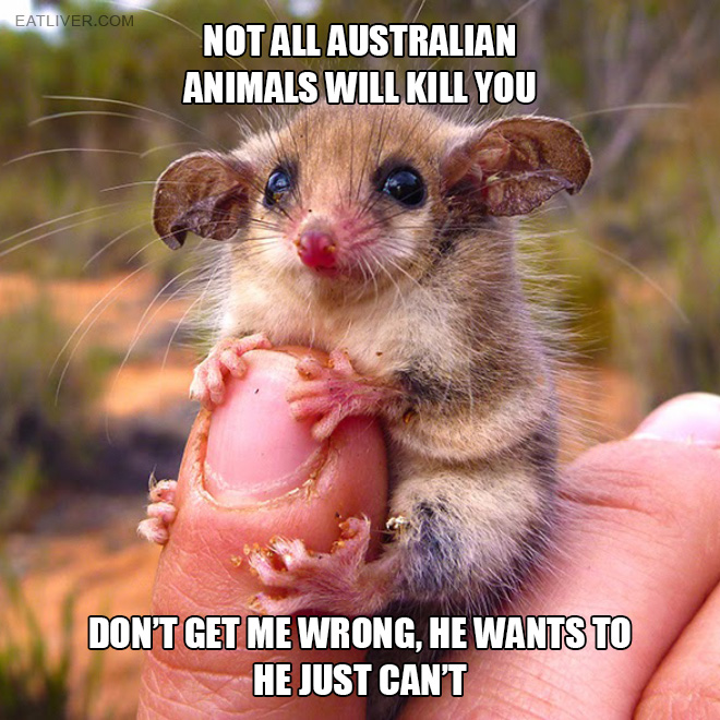 Name:  australian-animals.jpg
Views: 365
Size:  174.8 KB
