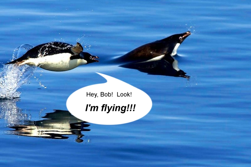 Name:  swimmingpenguins.jpg
Views: 1129
Size:  213.1 KB
